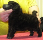 Pudl trpasli�� st��brn�