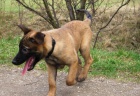 Belgick� ov��k - malinois