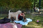 ttka Irish soft coated wheaten terrier 
