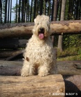 ttka Irish soft coated wheaten terrier 