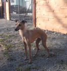 ITALSK� CHRT�K FENKA S PP