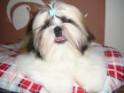 Shih-tzu �t���tka na prodej