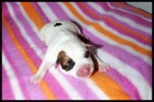 Jack Russell terier s PP - kvalitn� hladk� vrh!