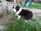 �t���tka border kolie s PP