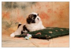 SHIH TZU �t���tka