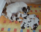 Prod�m �t��ata Jack russel terriera
