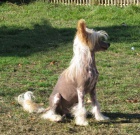 ��nsk� chocholat� pes nah�� i labut�nka