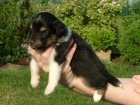Nabízím k odběru 1 volné štěňátko sheltie Nabízím k odběru 1 volné štěňátko sheltie