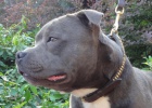 Staford��rsk� bulteri�r Staffordshire Bull Terrier blue modre