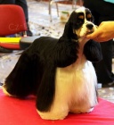 Americk� kokr�pan�l