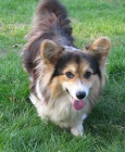 welsh corgi pembroke