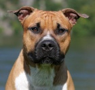 Americk� staford�irsk� teri�r - �t���tka 07/2012