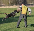 Americk� staford�irsk� teri�r - �t���tka 07/2012