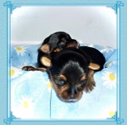 �t�n� york��ra za vysv�d�en�