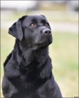 Labradorský retrívr-černá štěnátka s PP Labradorský retrívr-černá štěnátka s PP