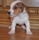 jack russell terier