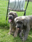 Cane Corso �t�nata s PP