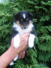 Sheltie bez PP Sheltie bez PP