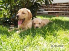 Labrador- Labradorský retrívr Labrador- Labradorský retrívr