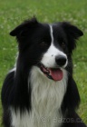�t���tka border kolie s PP