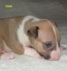 Bullterier-�t���tka s PP