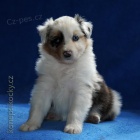 Australsk� ov��k - �t��ata 