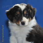 Australsk� ov��k - �t��ata 