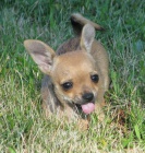 �ivava dlouhosrst� , kr�tkosrst�