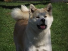 Akita Inu štěňata s PP Akita Inu štěňata s PP