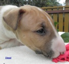 Bullterier-�t���tka s PP