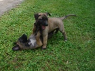 BELGICK OVK MALINOIS - TATA S PP