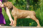 Kr�sn� �t���tka ridgeback� pr�v� k odb�ru