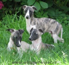 vipet , whippet, mal anglick chrt