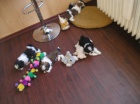 Prod�m Shih-tzu