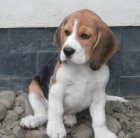 �t��ata beagle s PP