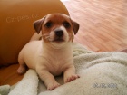 Prod�m �t�n� Mini Jack Russell