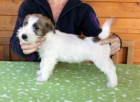 Jack Russell teriér -štěňata Jack Russell teriér -štěňata