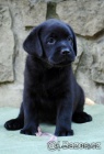 Labradorský retriever-štěnátka s PP Labradorský retriever-štěnátka s PP