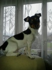 Jack Russell Terir