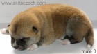 Štěňata Akita inu Štěňata Akita inu