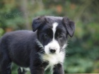 Border collie �t���tka s PP
