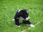 Border collie �t���tka s PP
