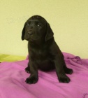 Labradorsk� retriever - levn�