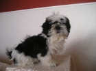 Prod�m Shih-tzu