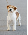 Jack Russell teriér - pes ke krytí Jack Russell teriér - pes ke krytí