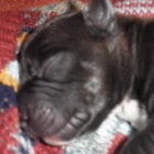 AMSTAF �t�n�, rodi�e PP