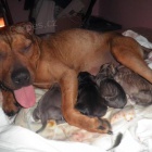 AMSTAF �t�n�, rodi�e PP