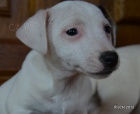 �t�n�tka jack russell terier
