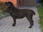 �okol�dov� (tmav� hn�d�) �t���tka labradora s PP