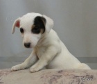 �t�n�tka jack russell terier